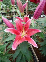 [5309 Red Empire No01.JPG]